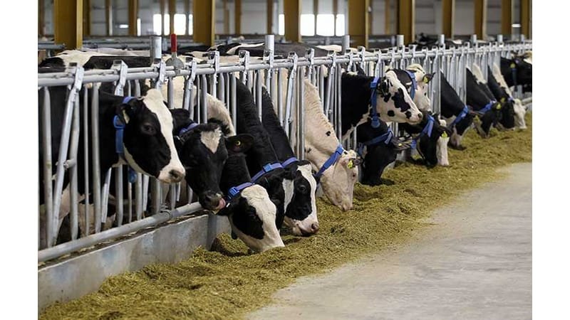 الزراعة: توفير 12 ألف رأس أضاحي و149 ألف طن لحوم مجمدة استعدادًا لعيد الأضحى27 مايو 2025 - 11:51 صباحًا الزراعة": توفير 12 ألف رأس أضاحي و149 ألف طن لحوم مجمدة استعدادًا لعيد الأضحى