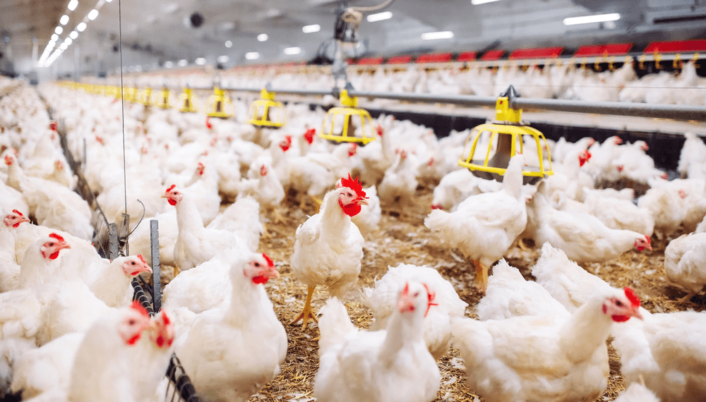 تنسيق حكومي ومنتجي الدواجن لمواجهة التحديات ودعم استدامة القطاع في مصر28 مايو 2025 - 12:54 مساءً