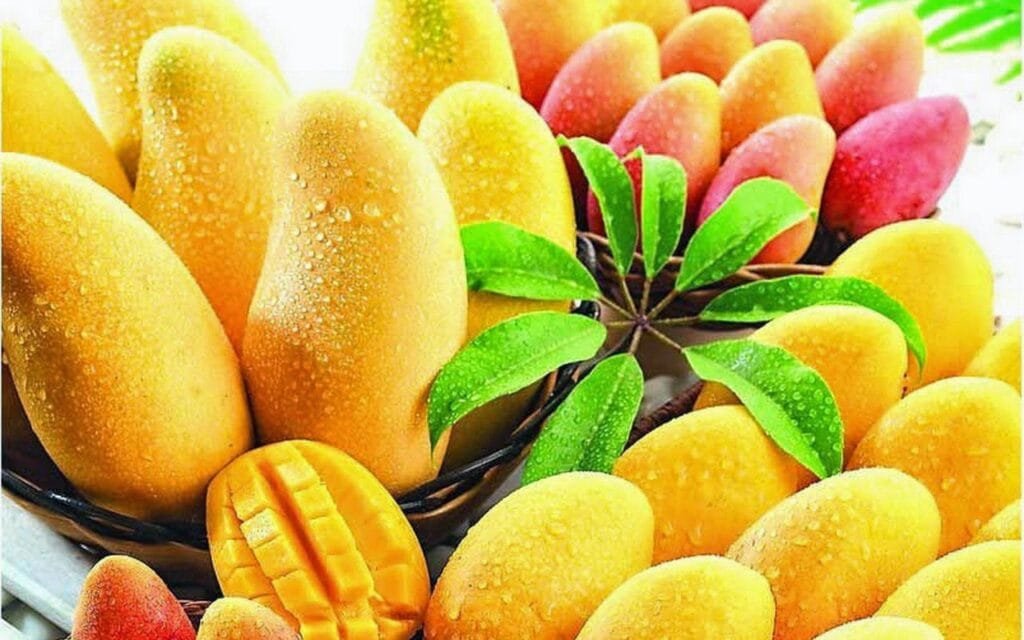 الحجر الزراعي يقرر بدء فحص إلكتروني لصادرات العنب والمانجو اعتبارًا من الأحد المقبل