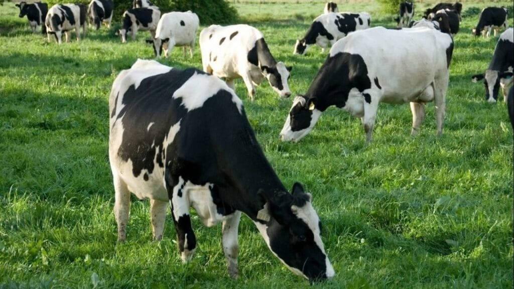 بتمويل يتجاوز 10.5 مليار جنيه.. الدولة تواصل دعم المشروع القومي للبتلو