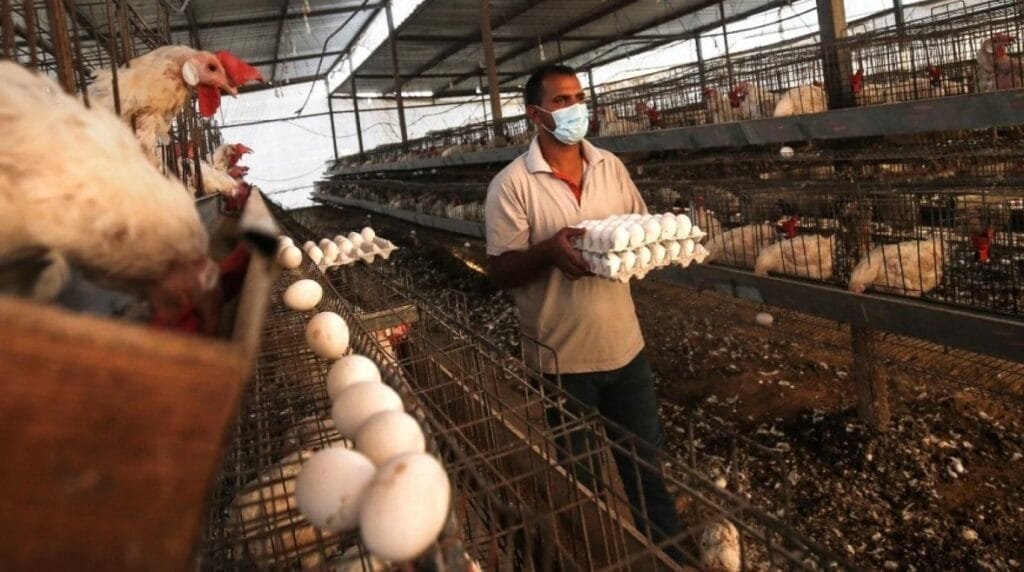 تحرك حكومي لحماية صناعة تنتج 1.6 مليار دجاجة و16 مليار بيضة سنوياً