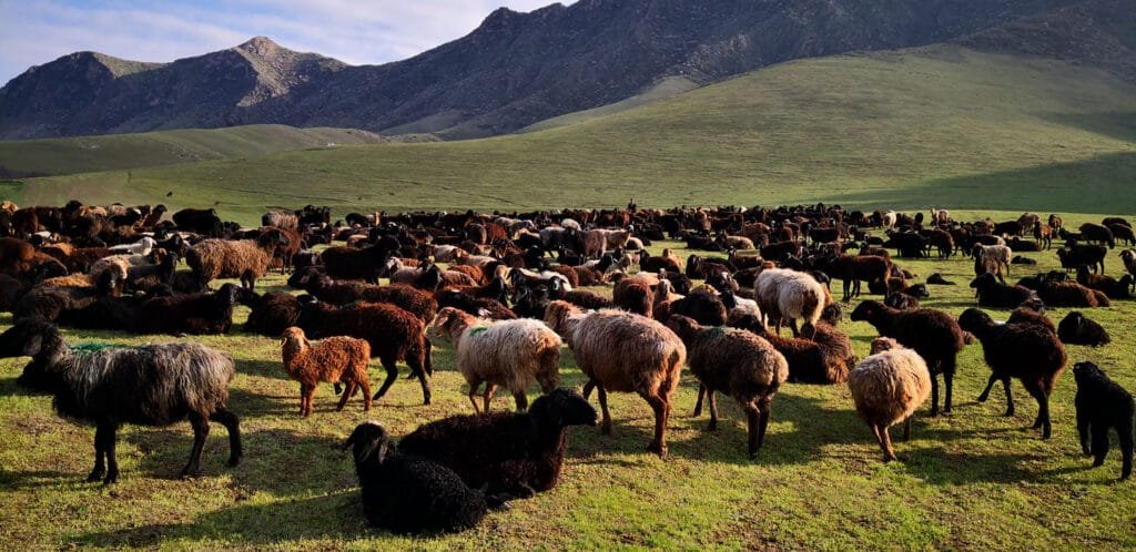 تفعيل دور القطاع الخاص في مشاريع الثروة الحيوانية بين مصر وتشاد