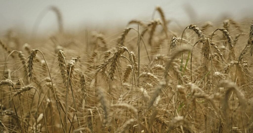 مصر تحجز نصف مليون طن قمح من منطقة البحر الأسود استعدادًا لشهري ديسمبر ويناير