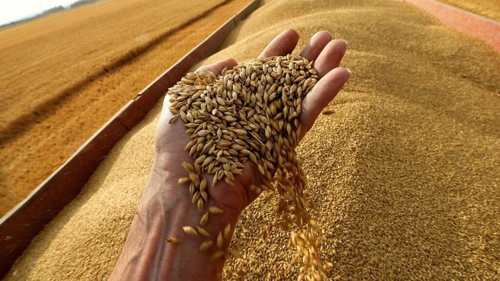 وزير التموين: مصر تحتاج 20 مليون طن قمح سنويًا.. وإنتاج القمح المحلي يتجاوز 4 ملايين طن هذا الموسم