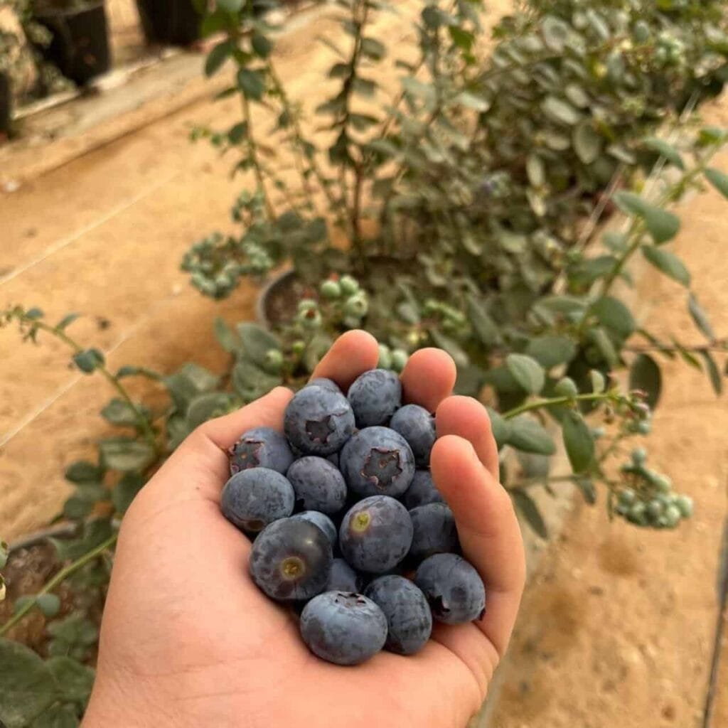 مصر تطلق أكبر صوبة توت أزرق في العالم على 17 ألف فدان