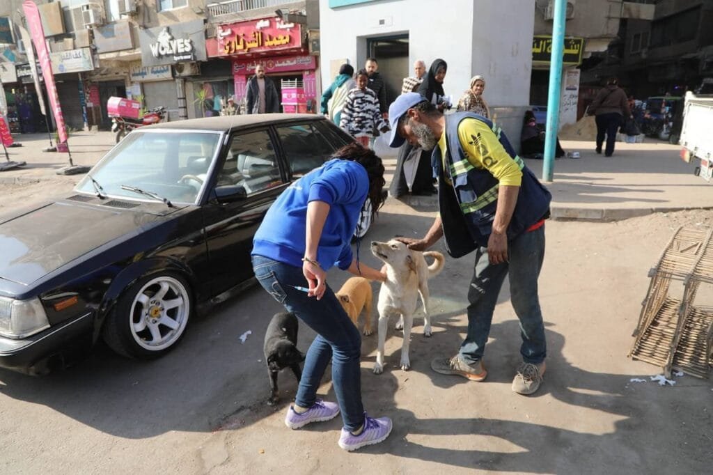 "الزراعة" تطلق المرحلة الميدانية الأولى لحملة تعقيم وتحصين الكلاب الحرة بعين شمس