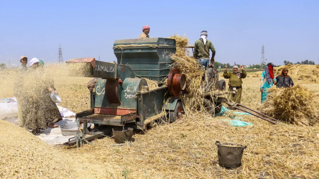 الحكومة المصرية: نقترب من جمع 5 ملايين طن قمح محلي.. والاحتياطي الاستراتيجي “آمن”3 مارس 2026 - 3:47 مساءً الحكومة المصرية: نقترب من جمع 5 ملايين طن قمح محلي.. والاحتياطي الاستراتيجي "آمن"