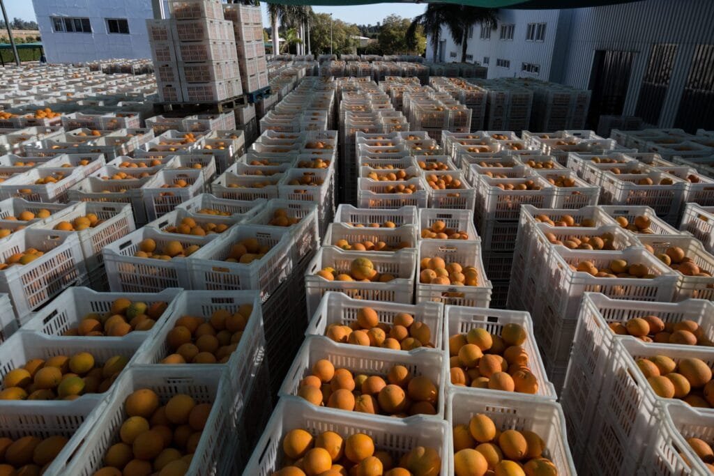 خطة عاجلة لتعويض الحاصلات الزراعية المتأثرة وتحقيق استقرار الأسواق المحلية1 مارس 2026 - 1:53 مساءً خطة عاجلة لتعويض الحاصلات الزراعية المتأثرة وتحقيق استقرار الأسواق المحلية