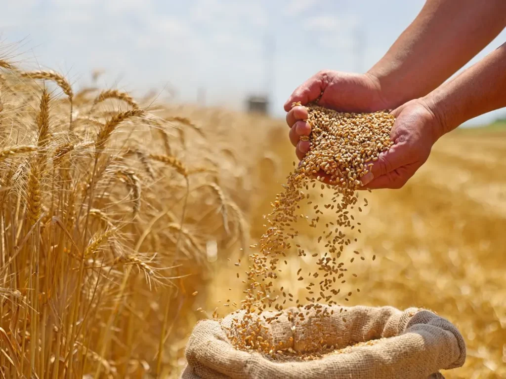 فاتورة واردات مصر الزراعية تقترب من 10.4 مليار دولار وتلتهم 9% من الموازنة