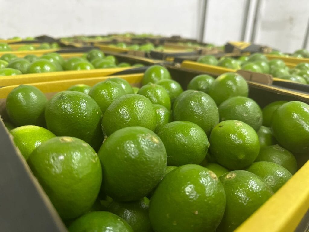 مصر توسع صادراتها الزراعية بالليمون إلى السوق السلفادوري