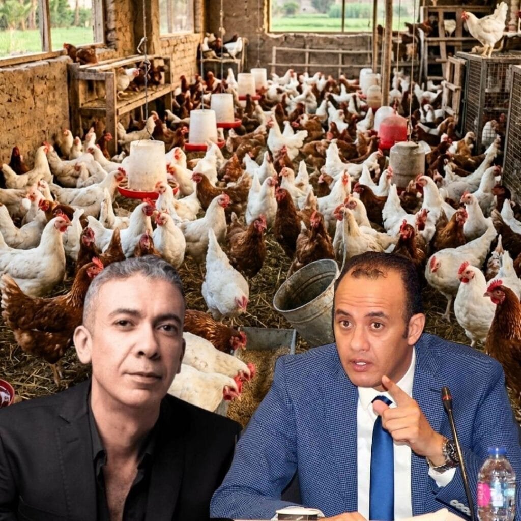 رئيس شعبة الدواجن: سوق الدواجن آمن تماماً.. ولا صحة لدعوات مقاطعة الفراخ بعد تصريحات ضياء العوضي